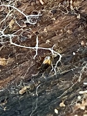 Mioptachys flavicauda