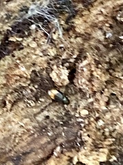 Mioptachys flavicauda