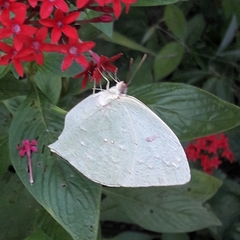 Phoebis neocypris neocypris