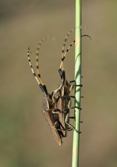 Agapanthia annularis