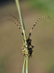 Agapanthia annularis
