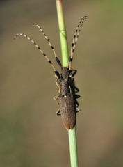 Agapanthia annularis