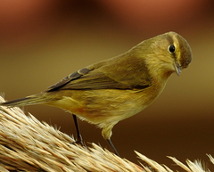 Phylloscopus collybita