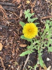 Taraxacum