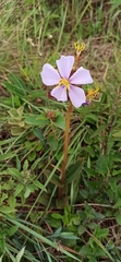 Chaetogastra hieracioides