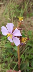 Chaetogastra hieracioides