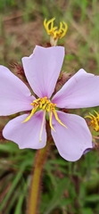 Chaetogastra hieracioides