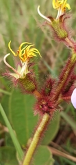 Chaetogastra hieracioides
