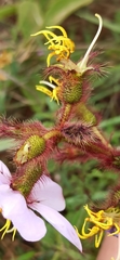 Chaetogastra hieracioides