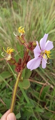 Chaetogastra hieracioides