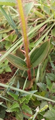 Chaetogastra hieracioides