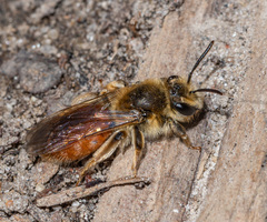Andrena erythrogaster