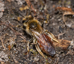 Andrena erythrogaster