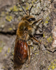 Andrena erythrogaster