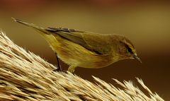 Phylloscopus collybita