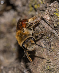 Andrena erythrogaster