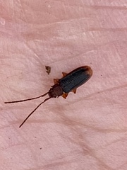 Uleiota dubia