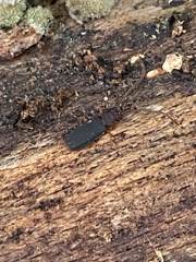 Uleiota dubia