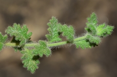 Teucrium intricatum