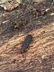 Uleiota dubia
