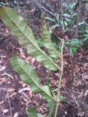 Colea