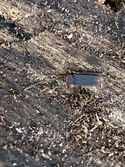 Uleiota dubia