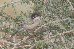 Curruca leucomelaena