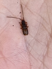 Uleiota dubia