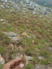 Cynanchum junciforme