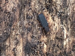 Uleiota dubia