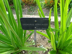 Eremurus himalaicus