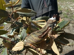 Furcifer minor