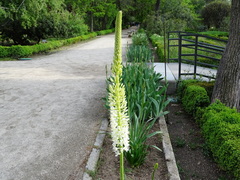 Eremurus himalaicus