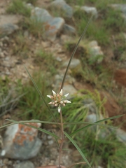 Cynanchum junciforme