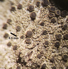 Amandinea dakotensis