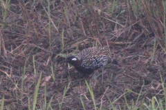 Francolinus francolinus