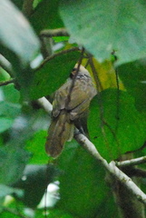 Pycnonotus zeylanicus