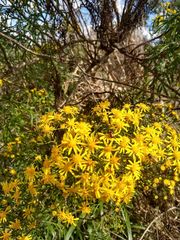 Senecio brasiliensis