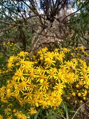 Senecio brasiliensis