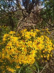 Senecio brasiliensis