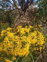 Senecio brasiliensis