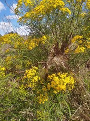 Senecio brasiliensis