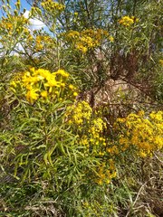 Senecio brasiliensis