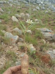 Cynanchum junciforme