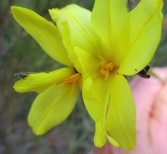 Bobartia robusta