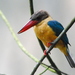 Stork-billed Kingfisher - Photo (c) Tan Kok Hui, some rights reserved (CC BY-NC), uploaded by Tan Kok Hui