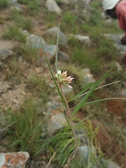 Cynanchum junciforme