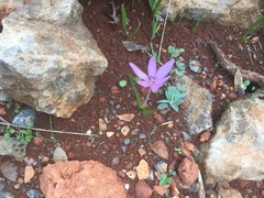 Colchicum cupanii