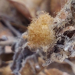 Druon quercuslanigerum