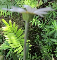 Osmitopsis osmitoides